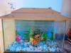Fish aquarium